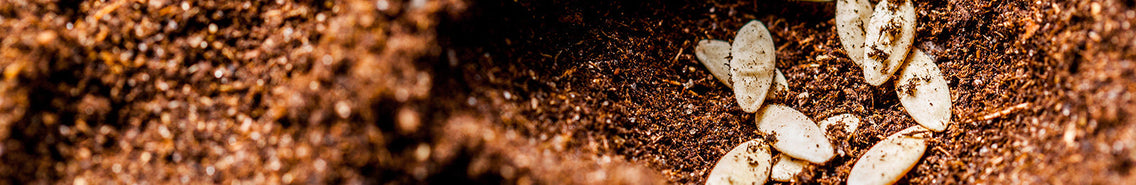 Seed Starting Outdoors
