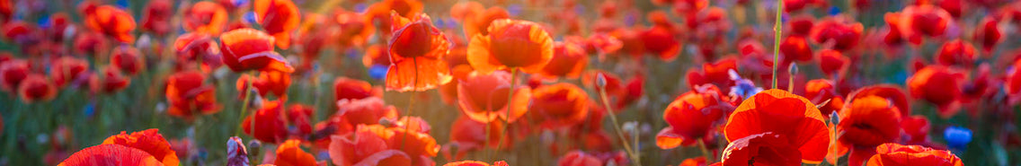 Poppy: Sow and Grow Guide