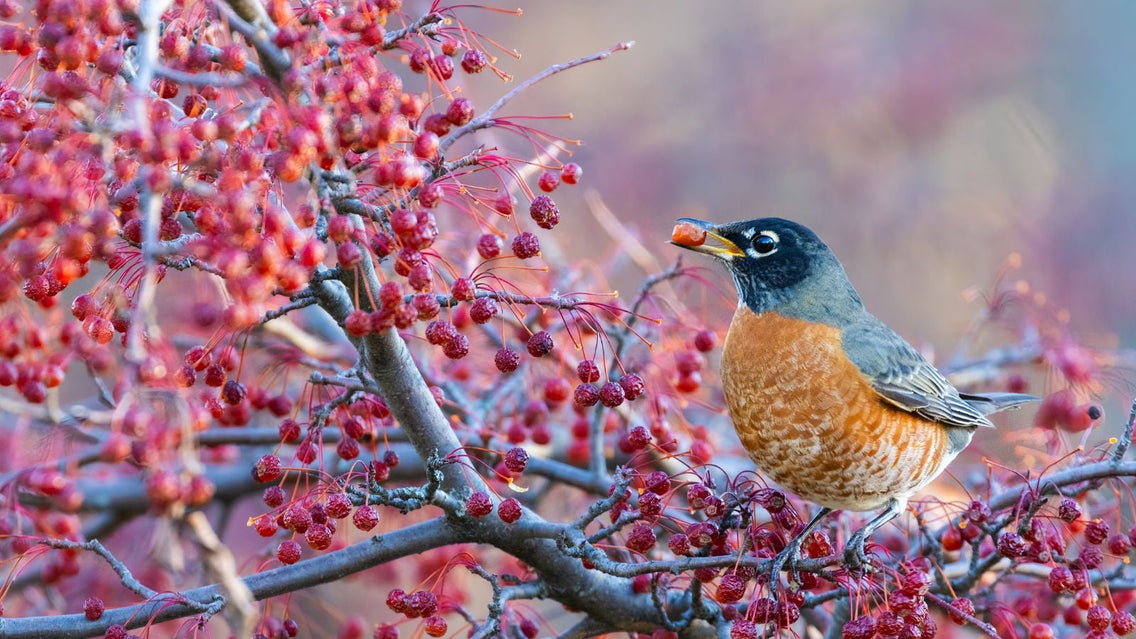 13 Garden Plants That Feed the Birds all Winter