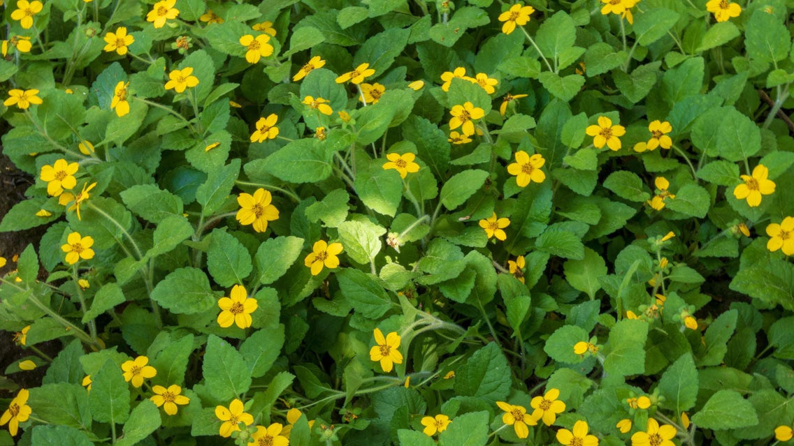 13 Easy-to-Maintain Lawn Alternatives to Plant in Fall