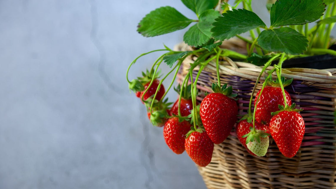 A close-up shot of a Strawberry shrub growing on a wicker pot showcasing berry plants containers