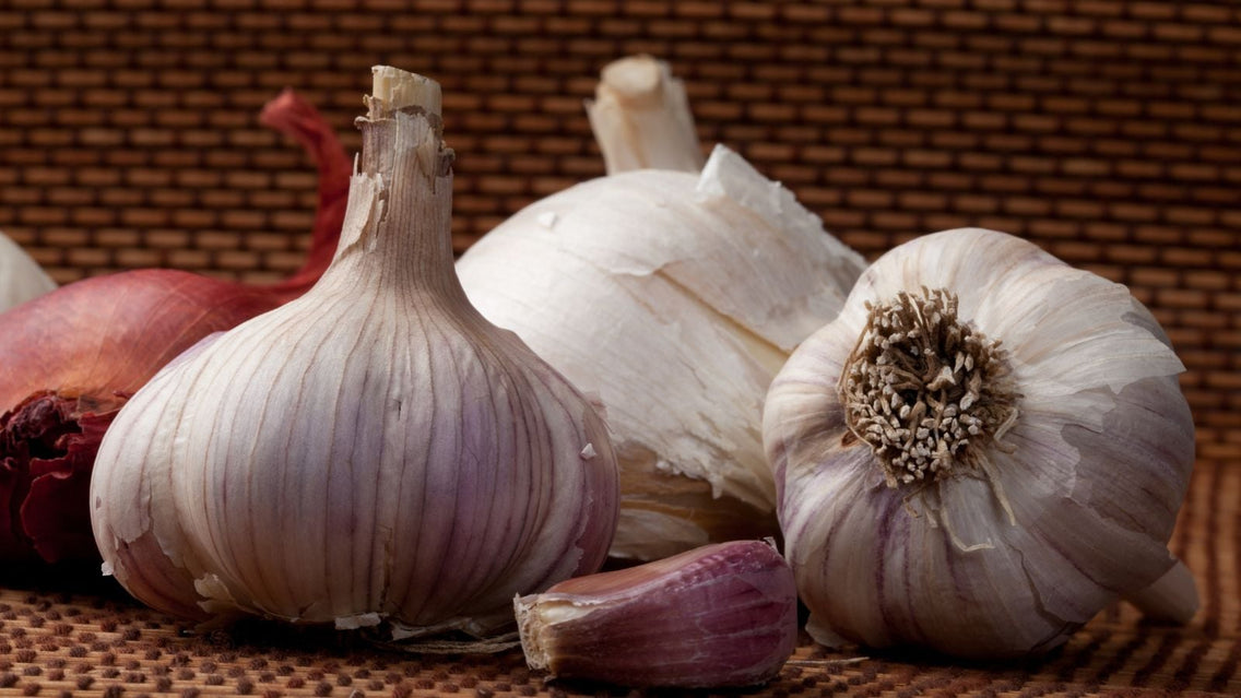 A close-up shot of a composition of bulbous crops, showcasing fall garlic varieties