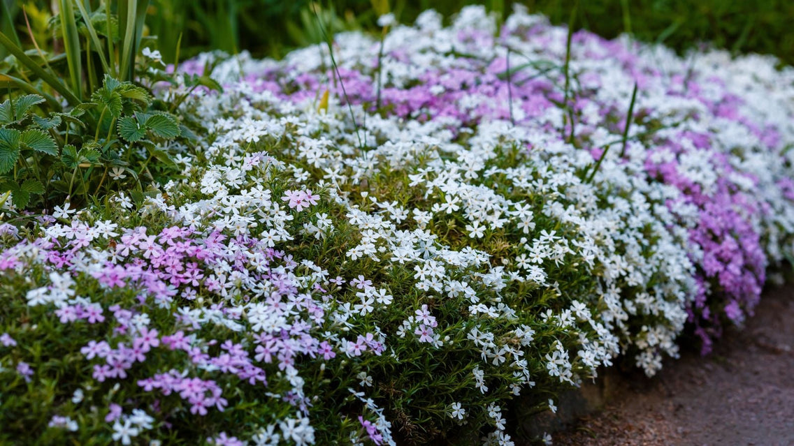 A close-up shot of a composition of creeping phlox flowers alongside a border, showcasing weed-fighting ground cover plants