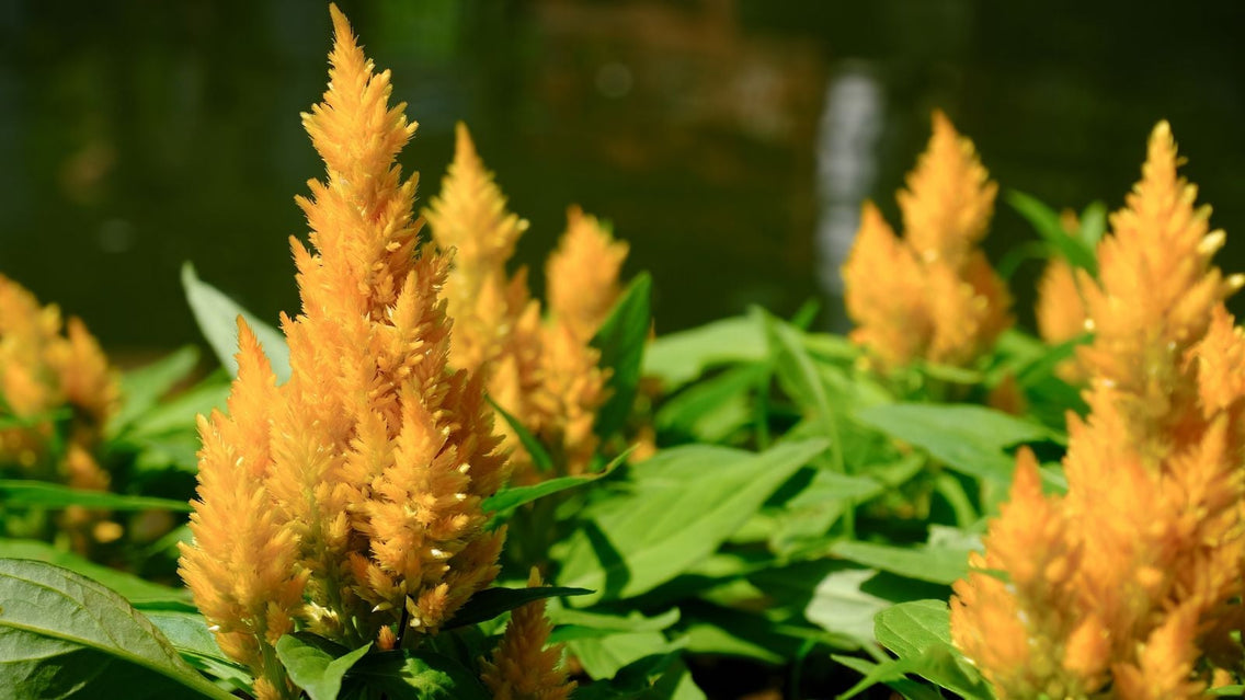 A close-up shot of a composition of vibrant yellow bloom spikes of the Celosia, showcasing june flowers