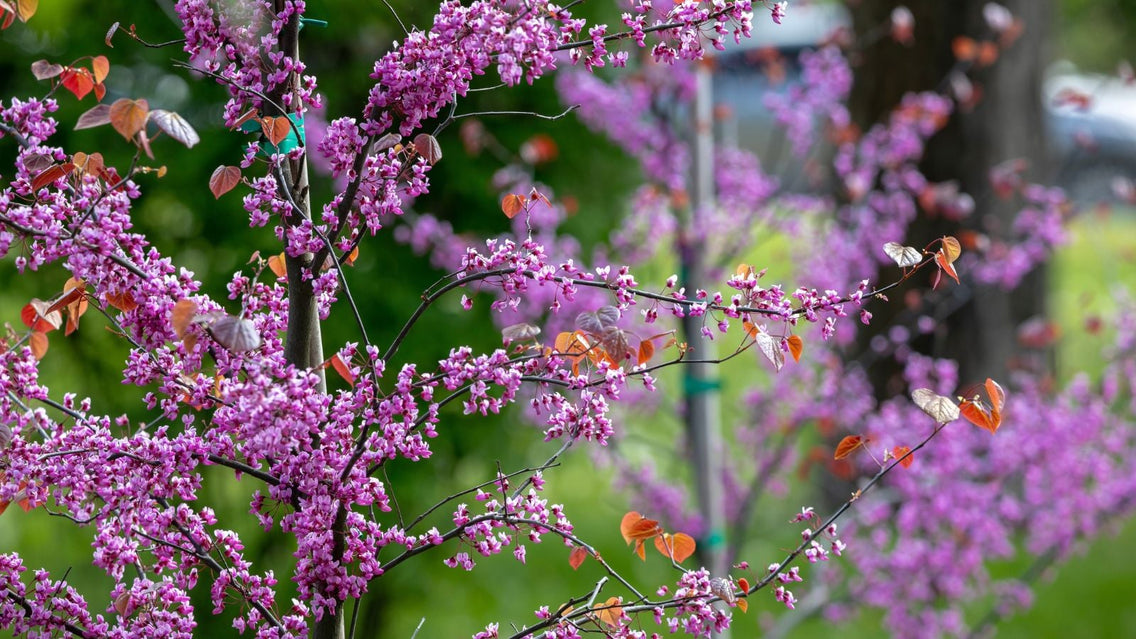 A close-up shot of a composition of woody saplings and clusters of pink flowers, showcasing plant small tree