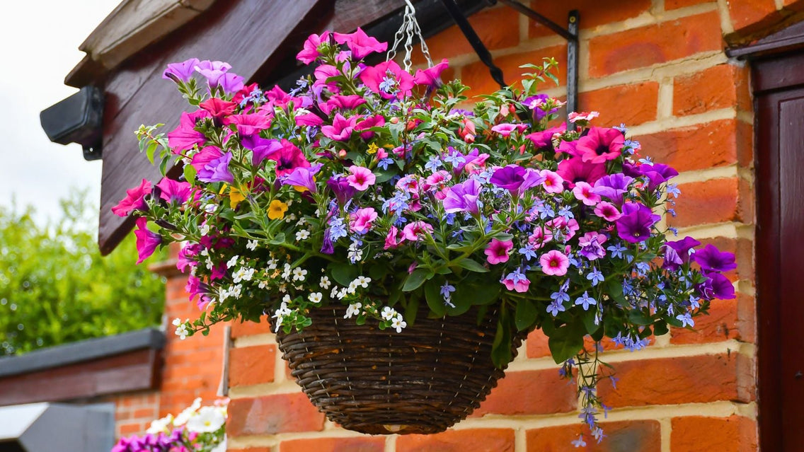 A close-up shot of a dangling wicker planter filled with vibrant flowers, showcasing heat-tolerant hanging basket plants