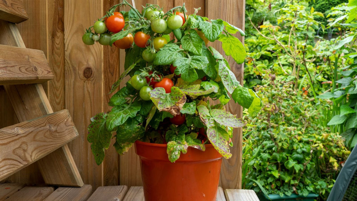 A close-up shot of a developing fruit-bearing plant, growing in a pot, showcasing tomato container mistakes