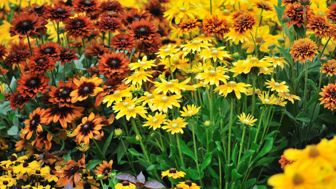 A close-up shot of a large composition of vibrant warm colored flowers and their green foliage, showcasing fall native plants