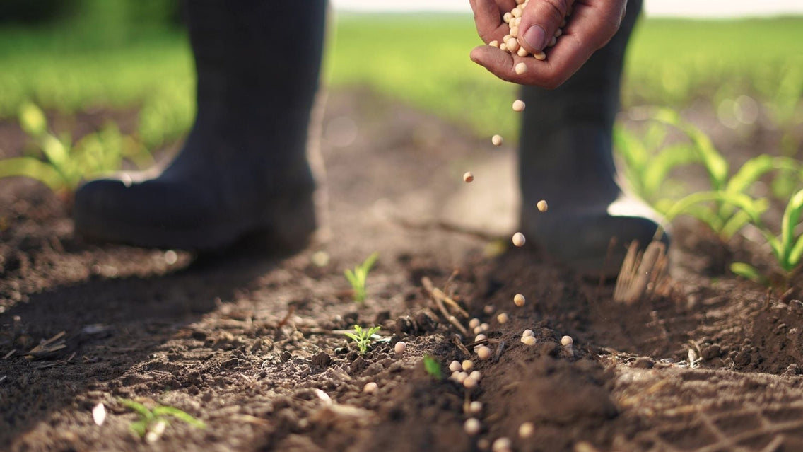 The 28 Best Seeds for Winter Sowing