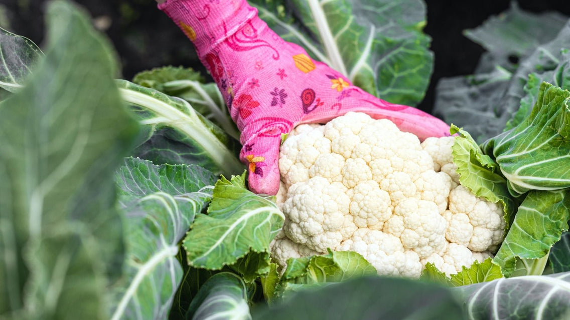 11 Vegetables to Plant in August for Easy Fall Harvests