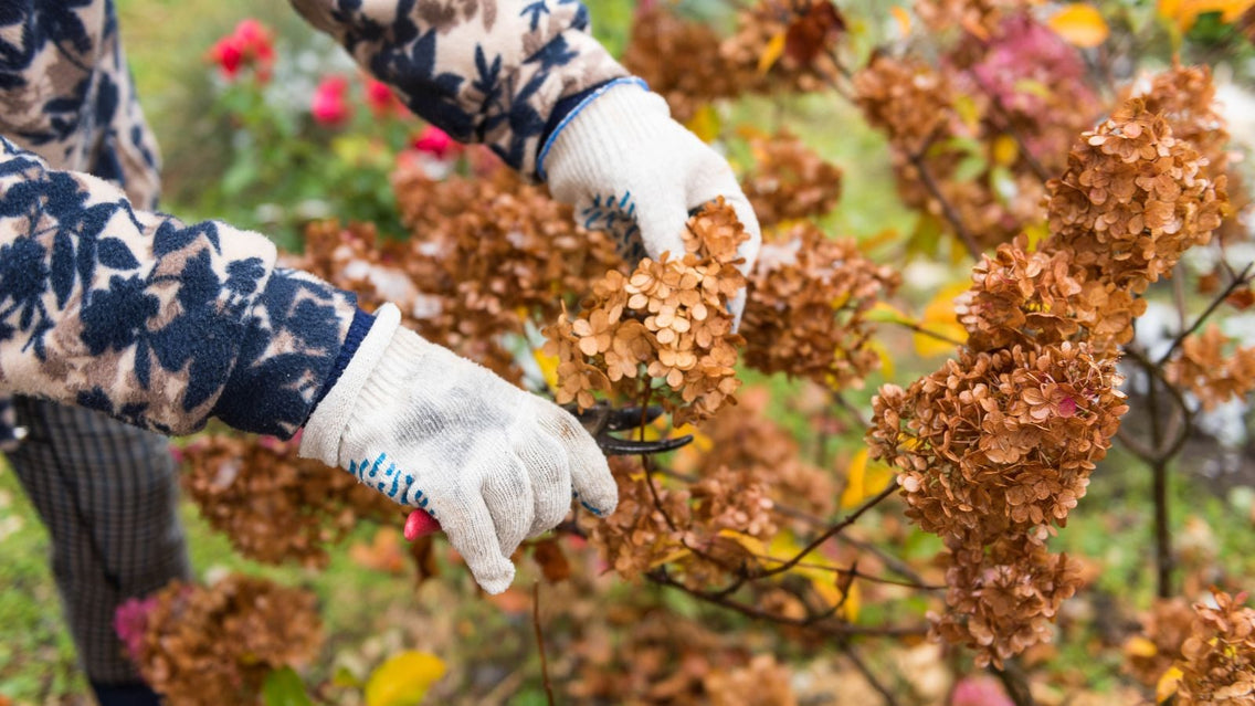 A close-up shot of a person's hands in the process of using a hand pruner to trim flowers, showcasing how to prune hydrangeas
