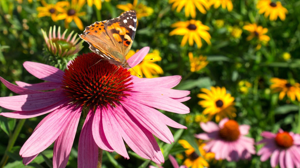 A close-up shot of a purple coneflower with a butterfly on top, and a composition of rudbeckias in the background, showcasing fall bulbs