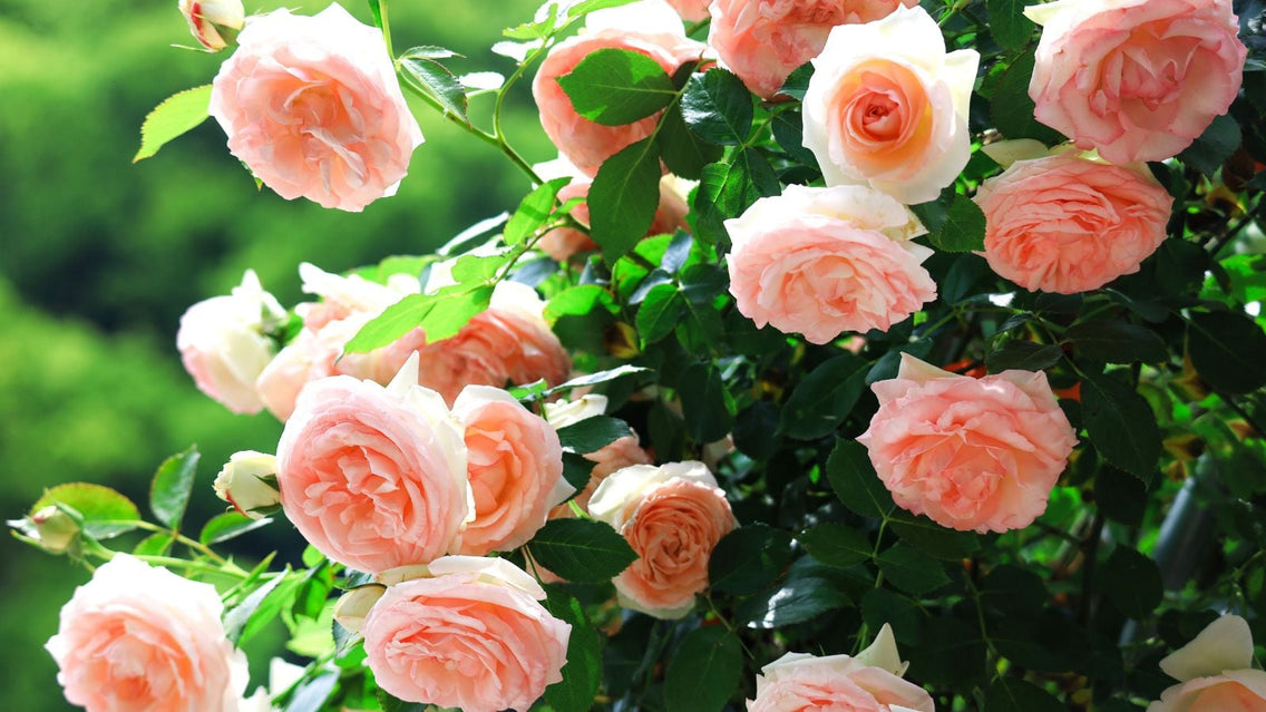 A close-up shot of a small composition of pink blooms alongside green leaves situated in a bright sunlit area, showcasing hot weather rose tips