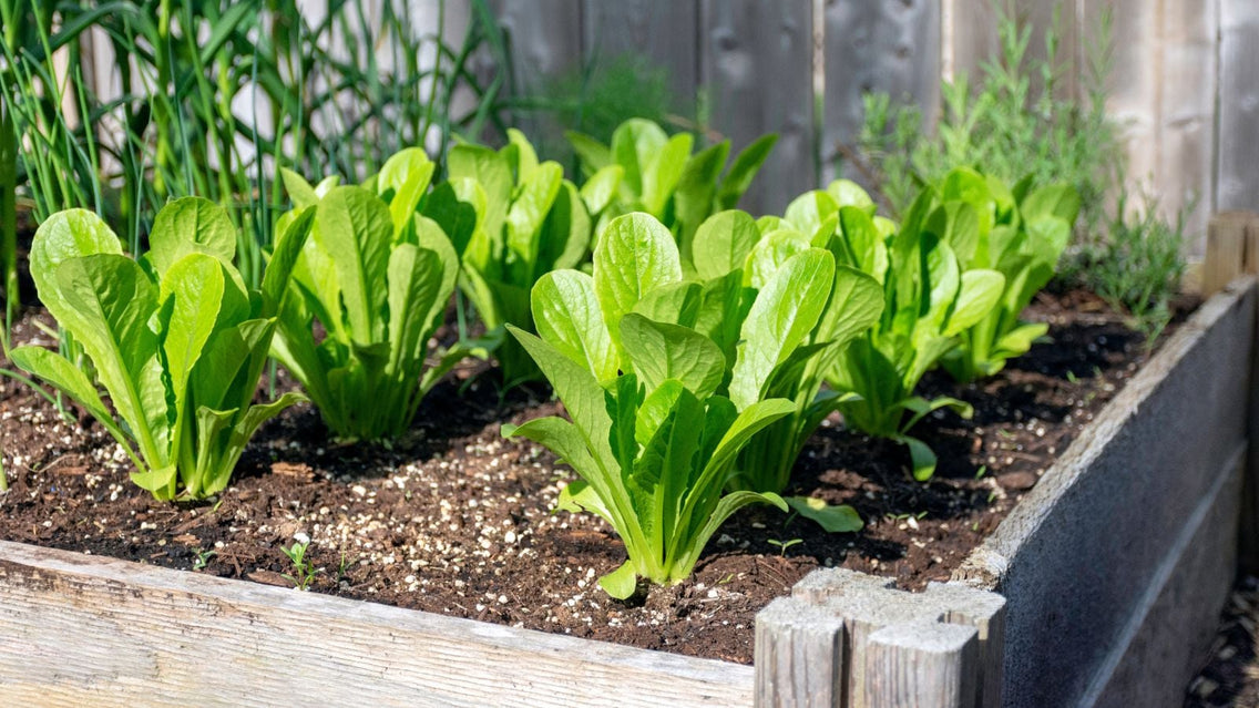 A close-up shot of crops growing on a raised bed for a sandwich garden