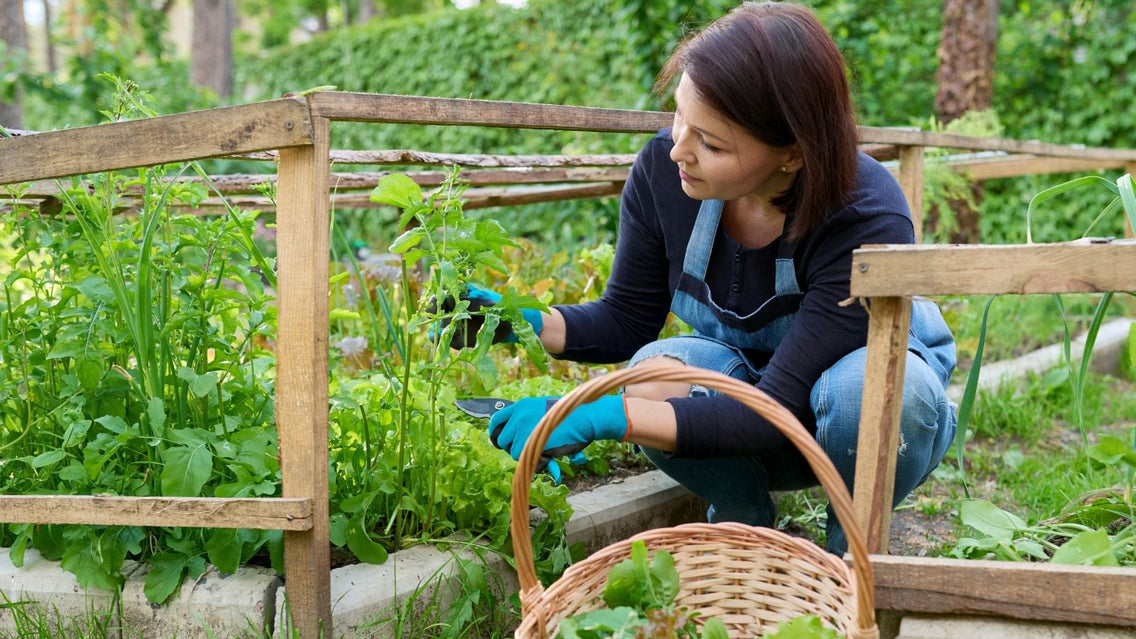 A fermale gardener harvesting fast-growing crops from the ground placed in a sunny area