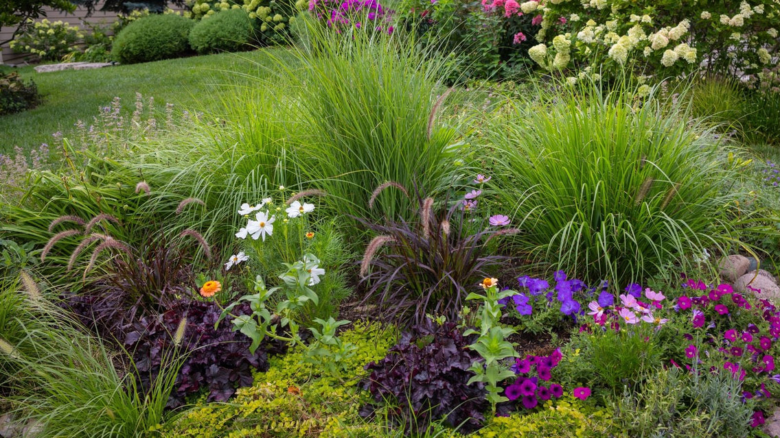 25 Garden Perennials With Showy, Colorful Foliage