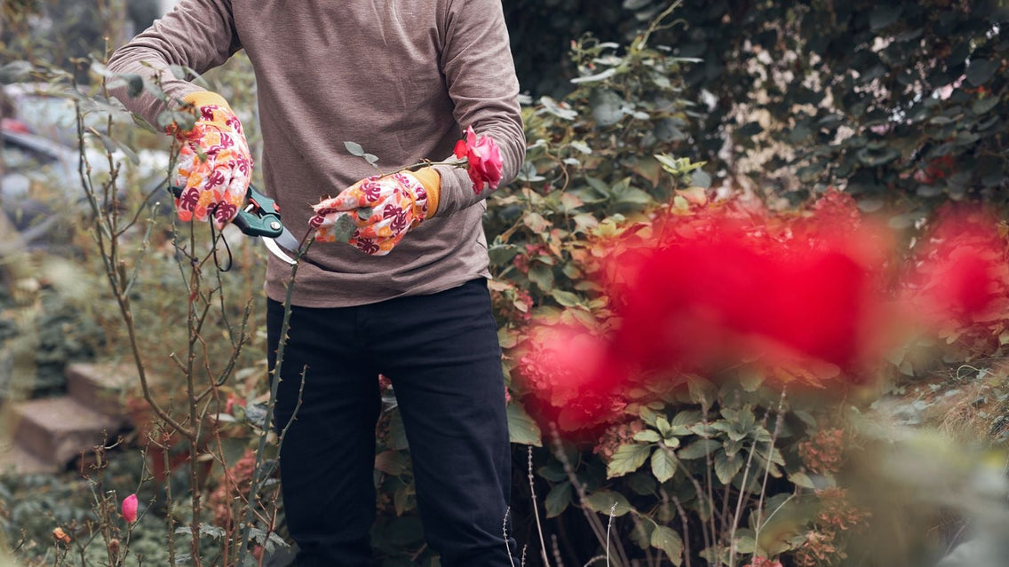 A gardener prune plants fall in an area with many bushes, while the gardener wears gloves