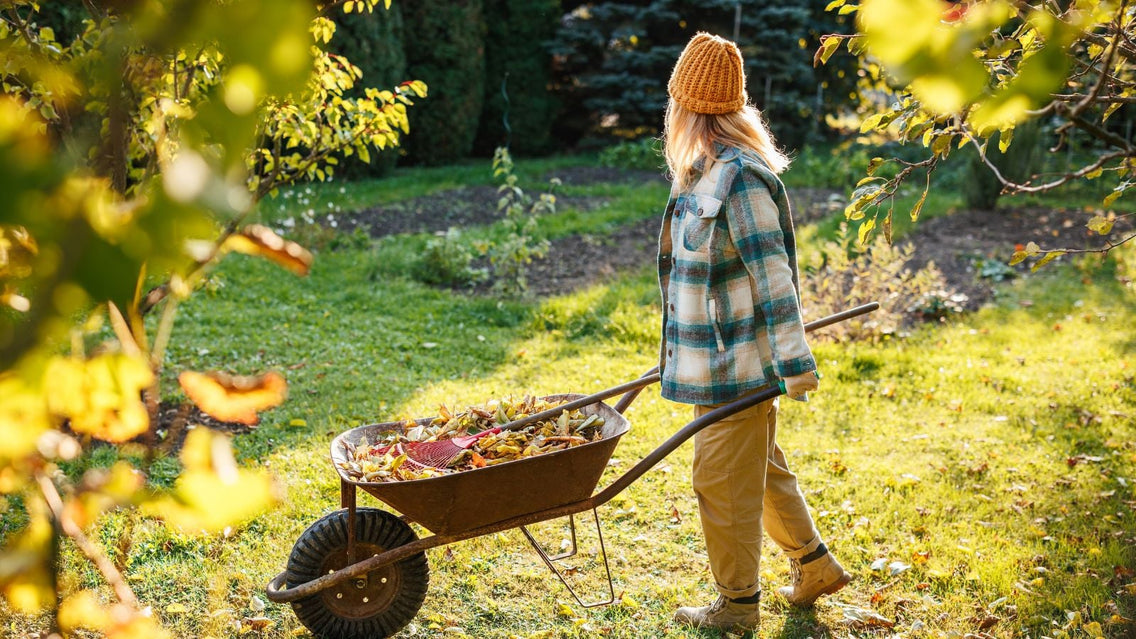A girl pushing a wheel barrow filled with leaves meant to amend soil fall, part of work necessary to clean up and prepare the garden during fall