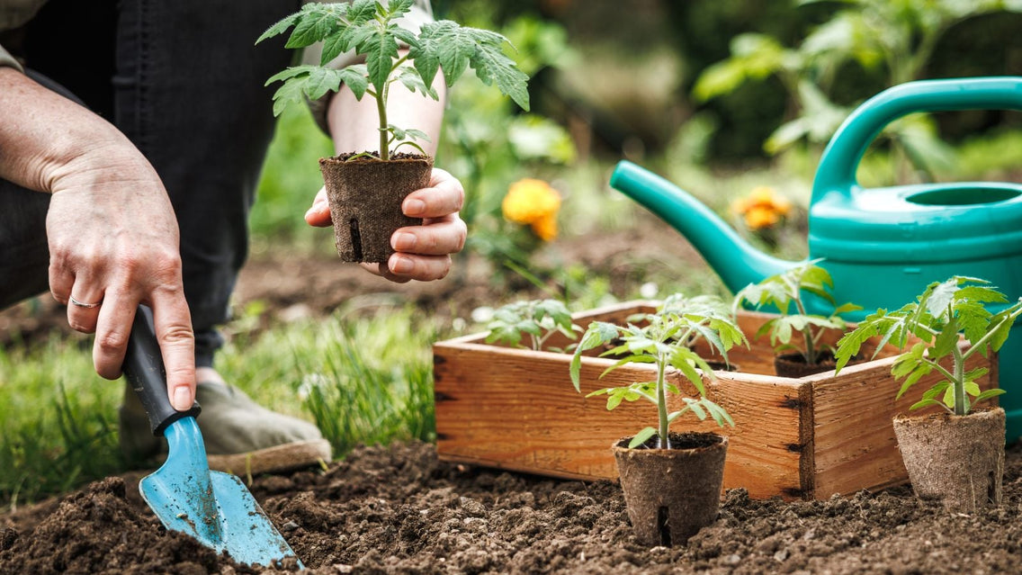 A person working in the garden placing seedlings from a container into the soil for more tomatoes