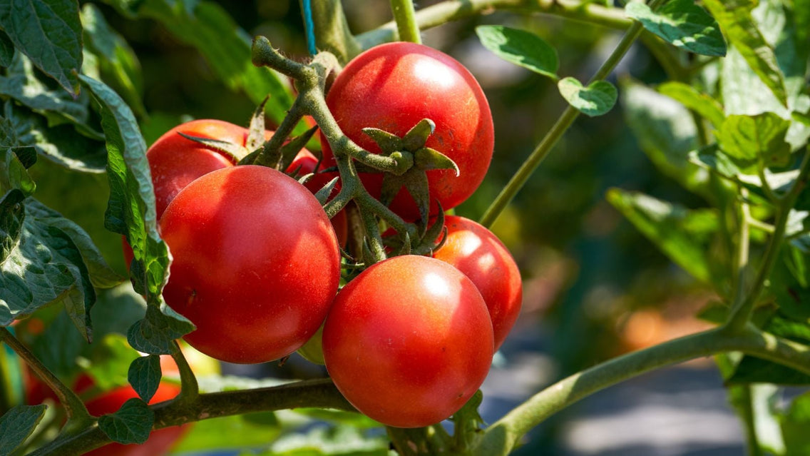 A shot of a cluster of round, red, and ripe fruits, showcasing how tomatoes grow faster