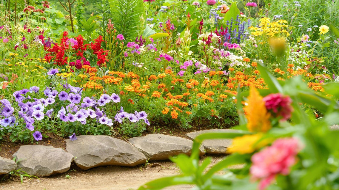 A shot of a composition of various developing flowers, showcasing hot dry plants