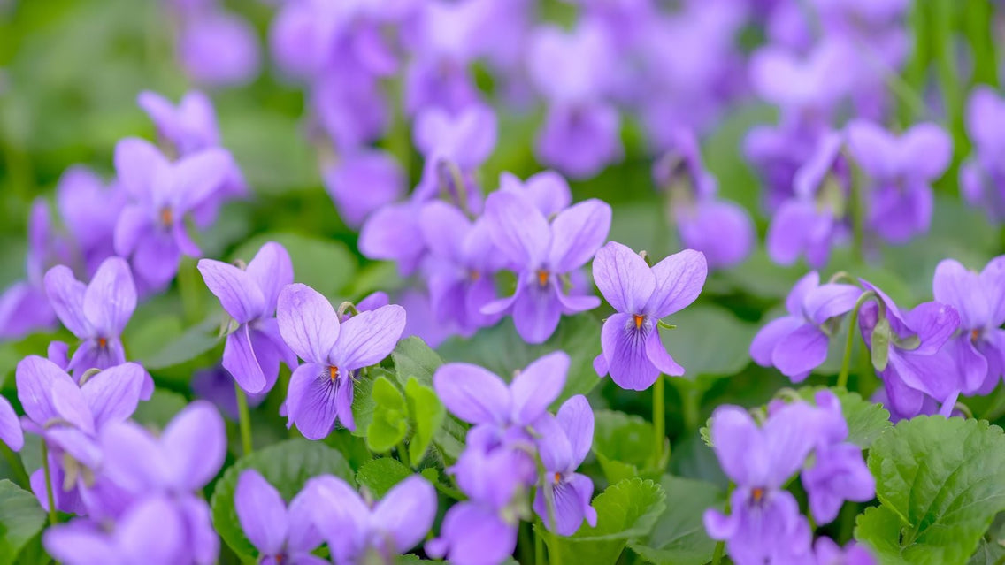 A shot of a field of light-purple colored flowers called wild violets