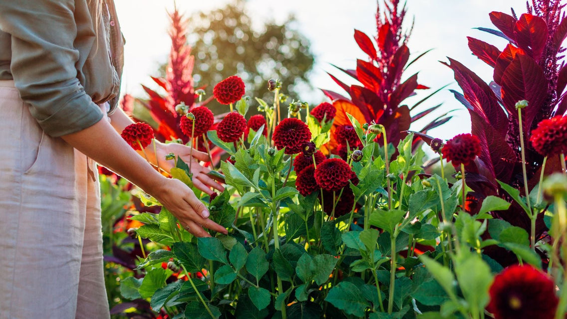 A shot of a person enjoying red blooms that showcases what flowers plant May