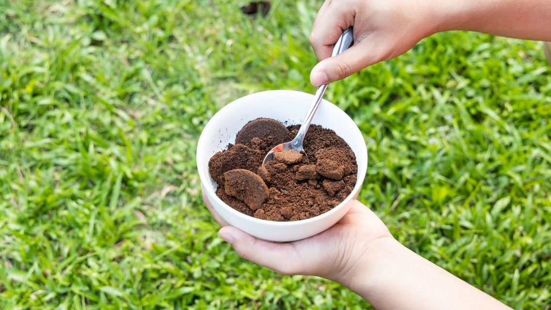 A shot of a person holding a bowl with spent grounds of a drink, showcasing when to put coffee grounds on tomato