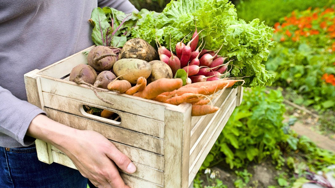 A shot of a person holding a wooden crate with fresh harvest of survival garden crops March