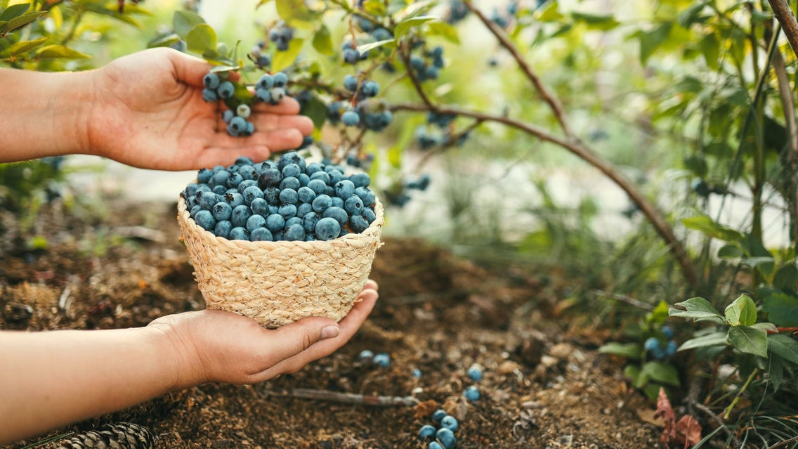 A shot of a person in the process of harvesting fruits of a shrub that showcases soil acidity blueberries