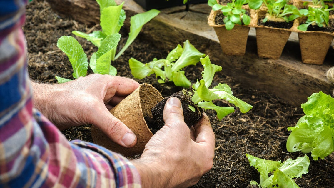 A shot of a person in the process of transplant seedlings