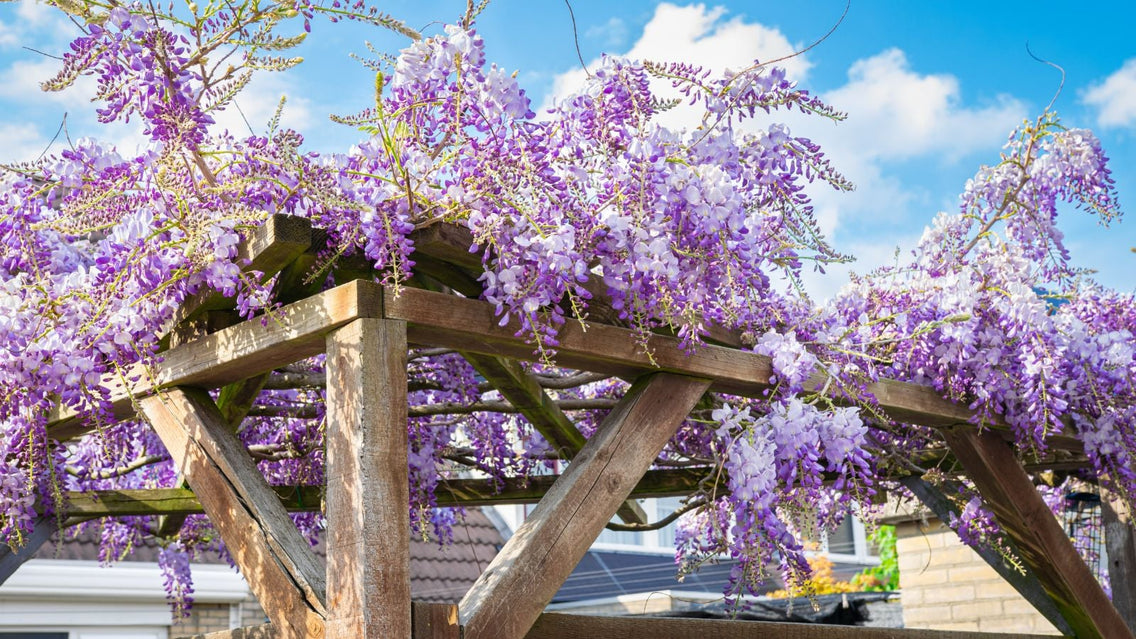 9 Fast-Growing Vines to Cover Your Arbor or Trellis