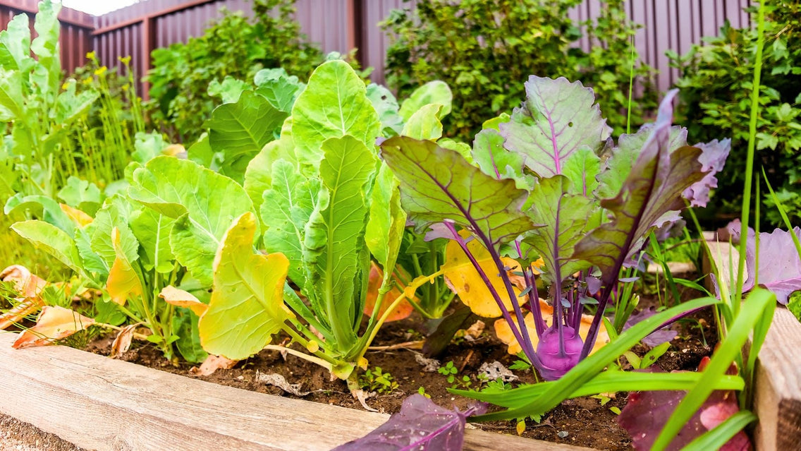 11 Garden Veggies To Direct Sow Right Now
