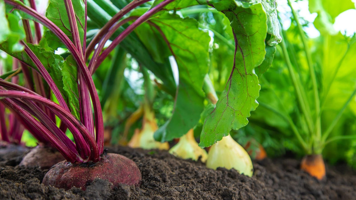 A shot of several growing vegetables that showcases direct sow crops