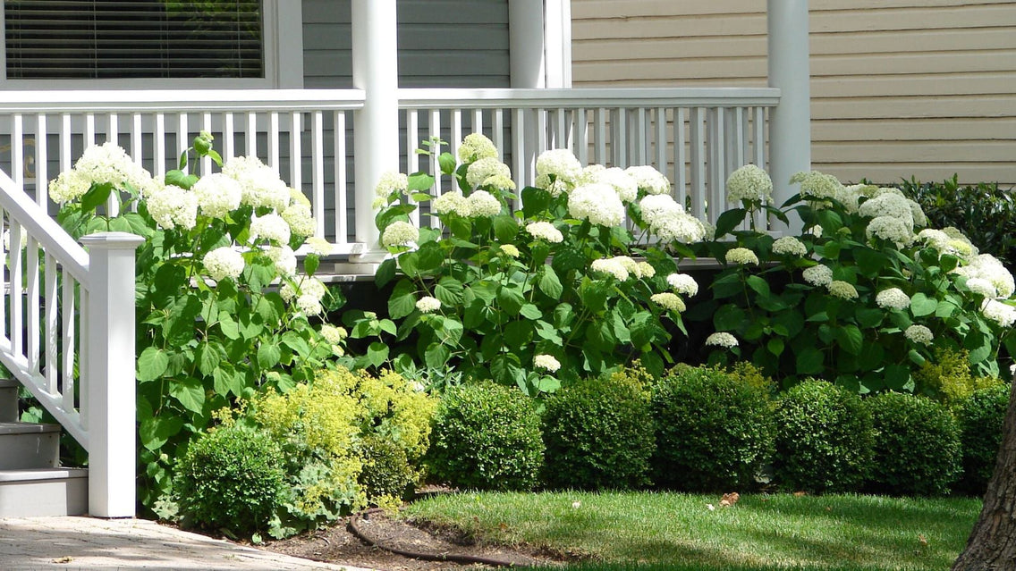 A shot of several plants and flowers growing alongside a porch in a yard area outdoors, showcasing foundation plants