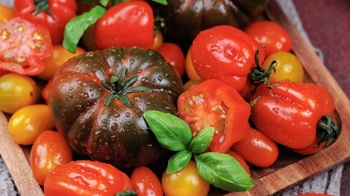 A shot of several ripe red and freshly picked fruits covered in droplets of water, showcasing heirloom tomatoes