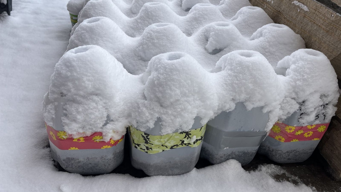 The Ultimate Beginner Guide to Winter Sowing