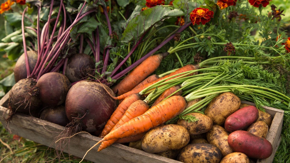 A shot of various harvested crops that are winter root vegetable seeds