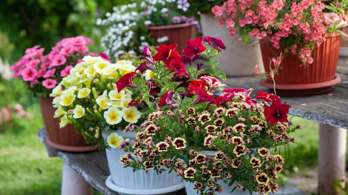 A shot of various pots with various flowers that showcases spring container ideas