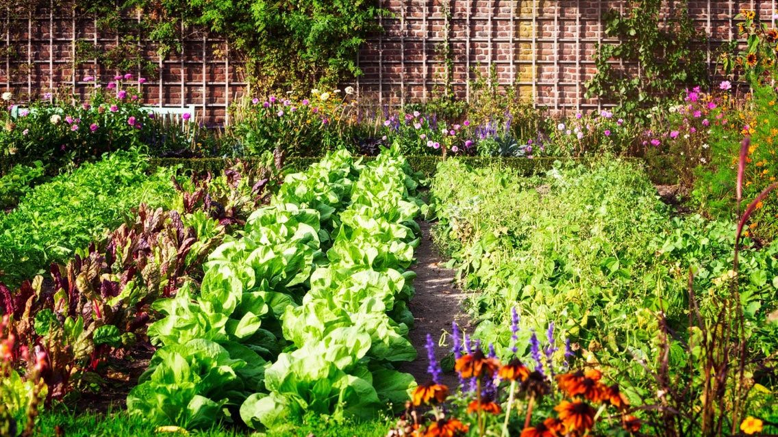 11 Vegetables to Plant in June For Abundant Harvests