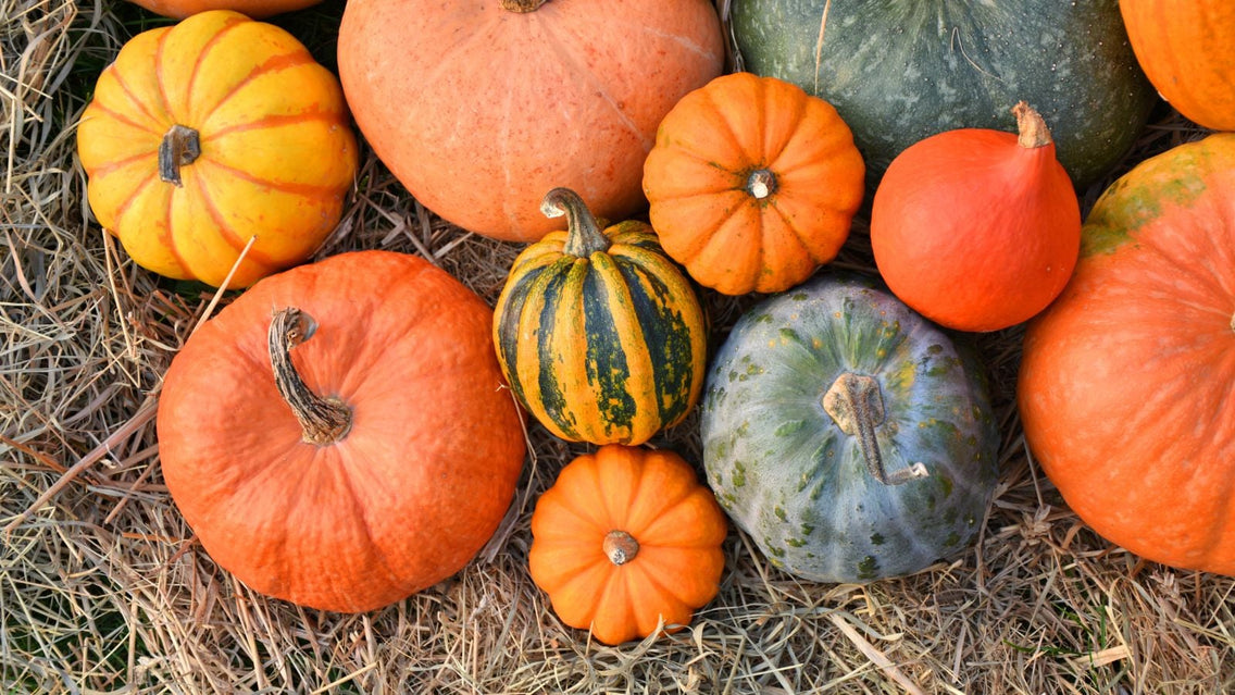 An overhead shot of a composition of various fresh and ripe crops, showcasing pumpkin varieties