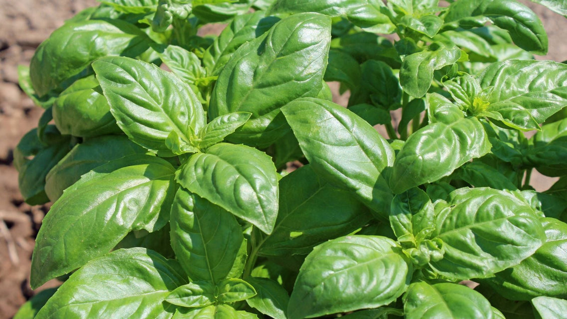 An overhead shot of an herb in a well lit area