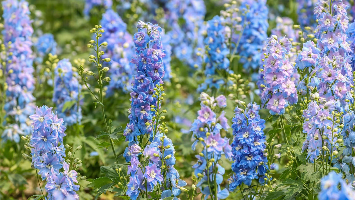 Blue flowers in a field, specifically Larkspur with different hues, having buds and green foliage
