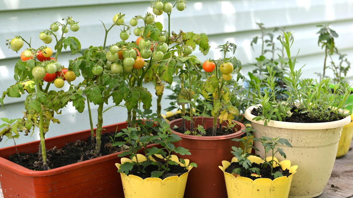 9 Tricks for a Productive Edible Container Garden