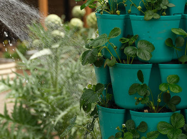 19 Best Plants to Grow in A GreenStalk Planter