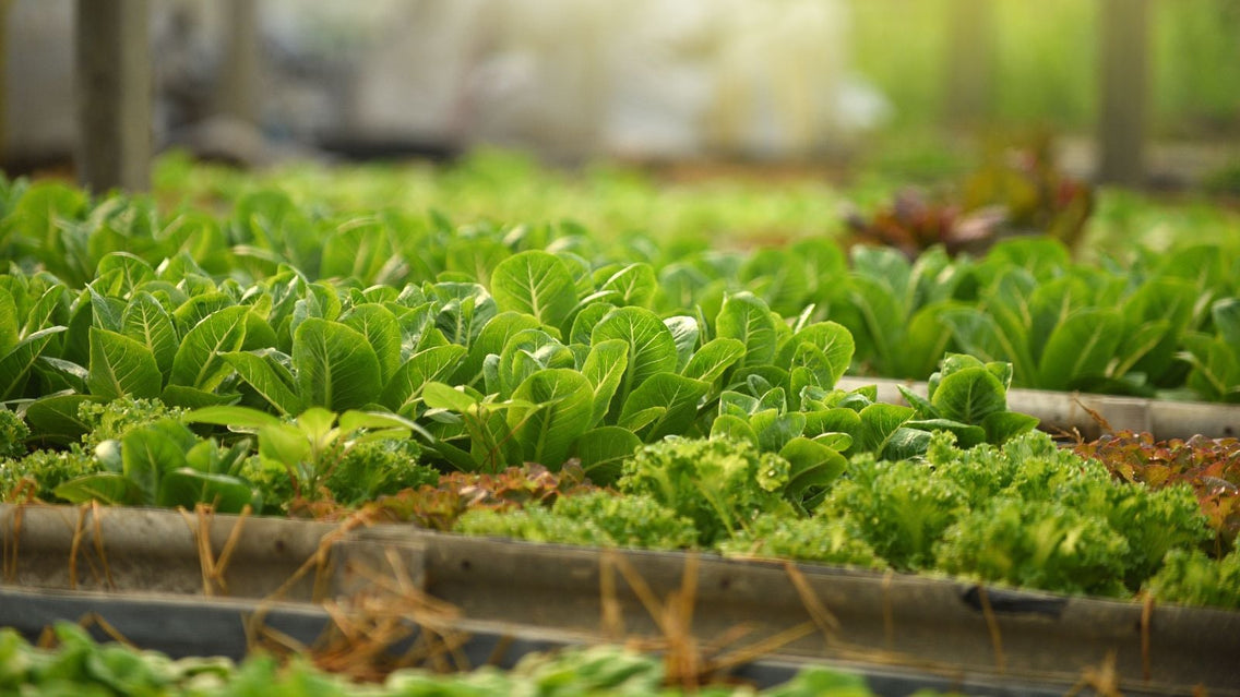 Mini garden plant seeds that produce chibi vegetables, having bright green leaves, placed in containers and compartments that look compact
