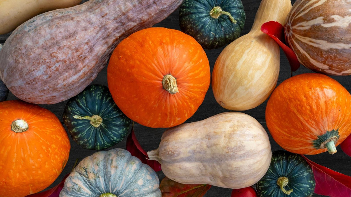 Thanksgiving squash varieties placed beside each other, having different crops with different shapes, sizes and colors