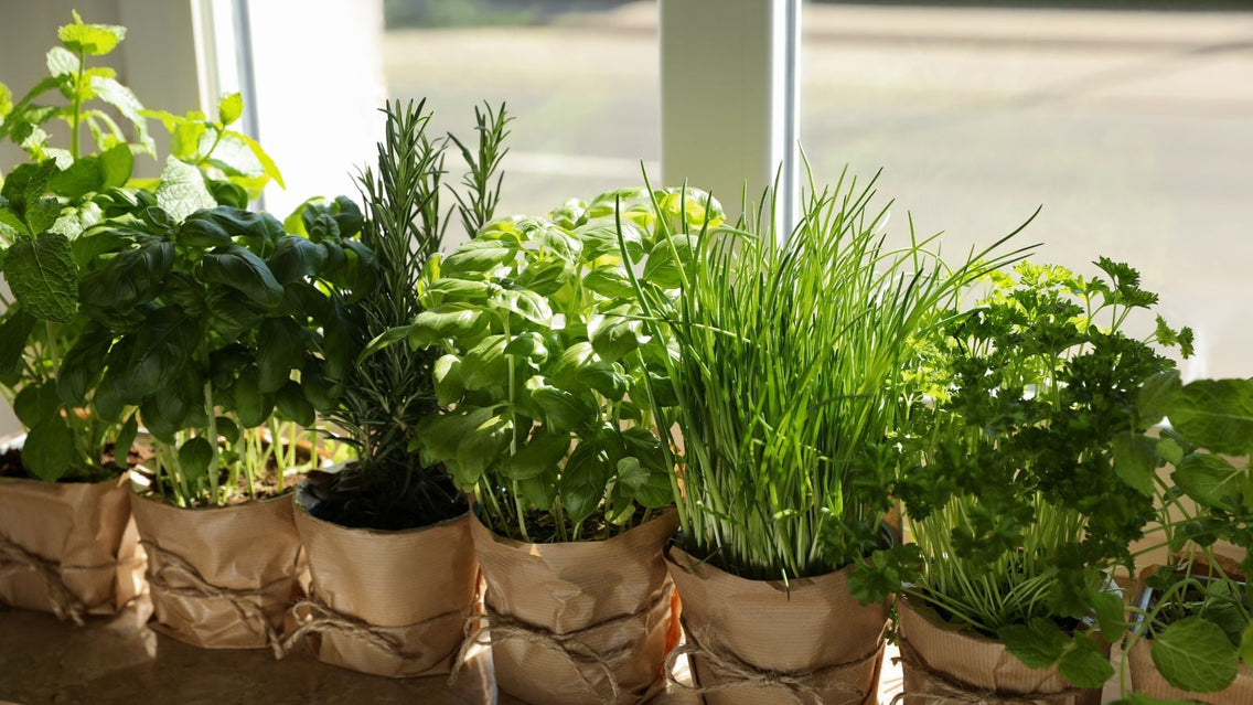 Windowsill herbs growing in containers appearing to have lush and thick healthy foliage receiving abundant sunlight from outdoors entering the room through the window