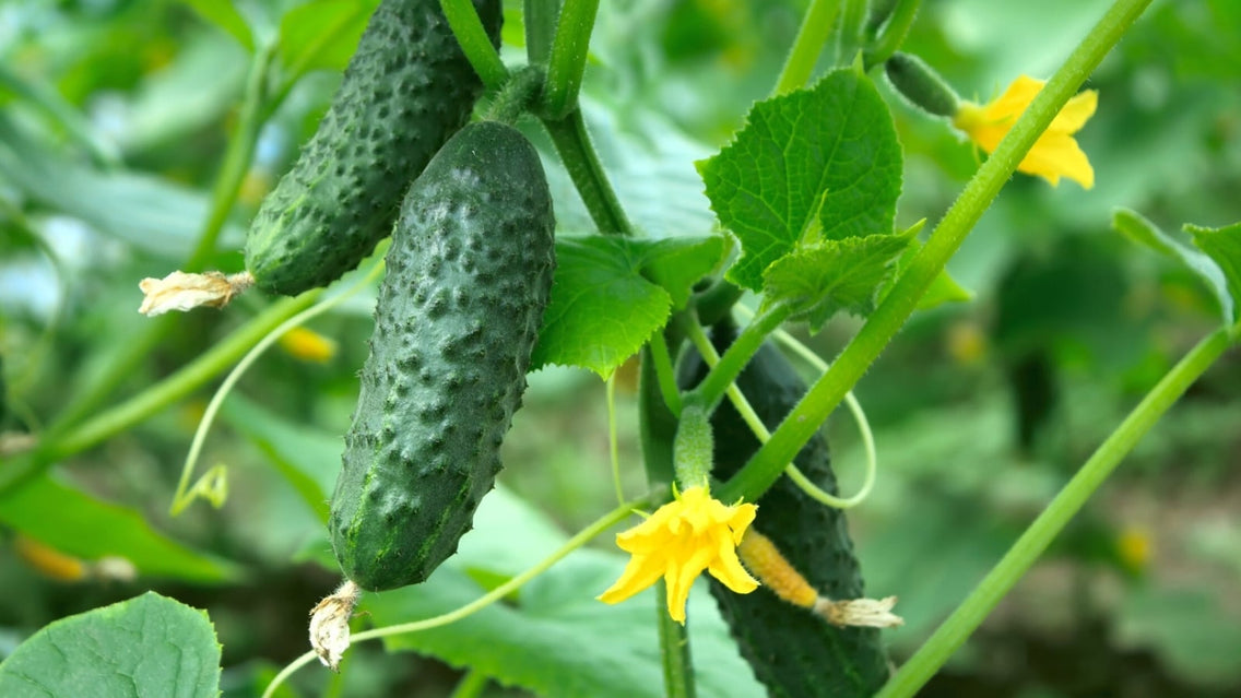 Bitter cucumbers are oblong in shape, with dark green, bumpy skin, and hang from vines among large green foliage in the garden.