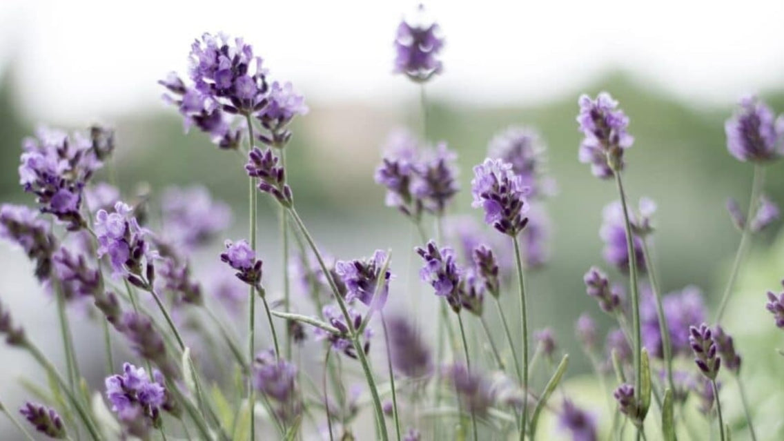 does lavender come back. Blooming Lavender Plants.